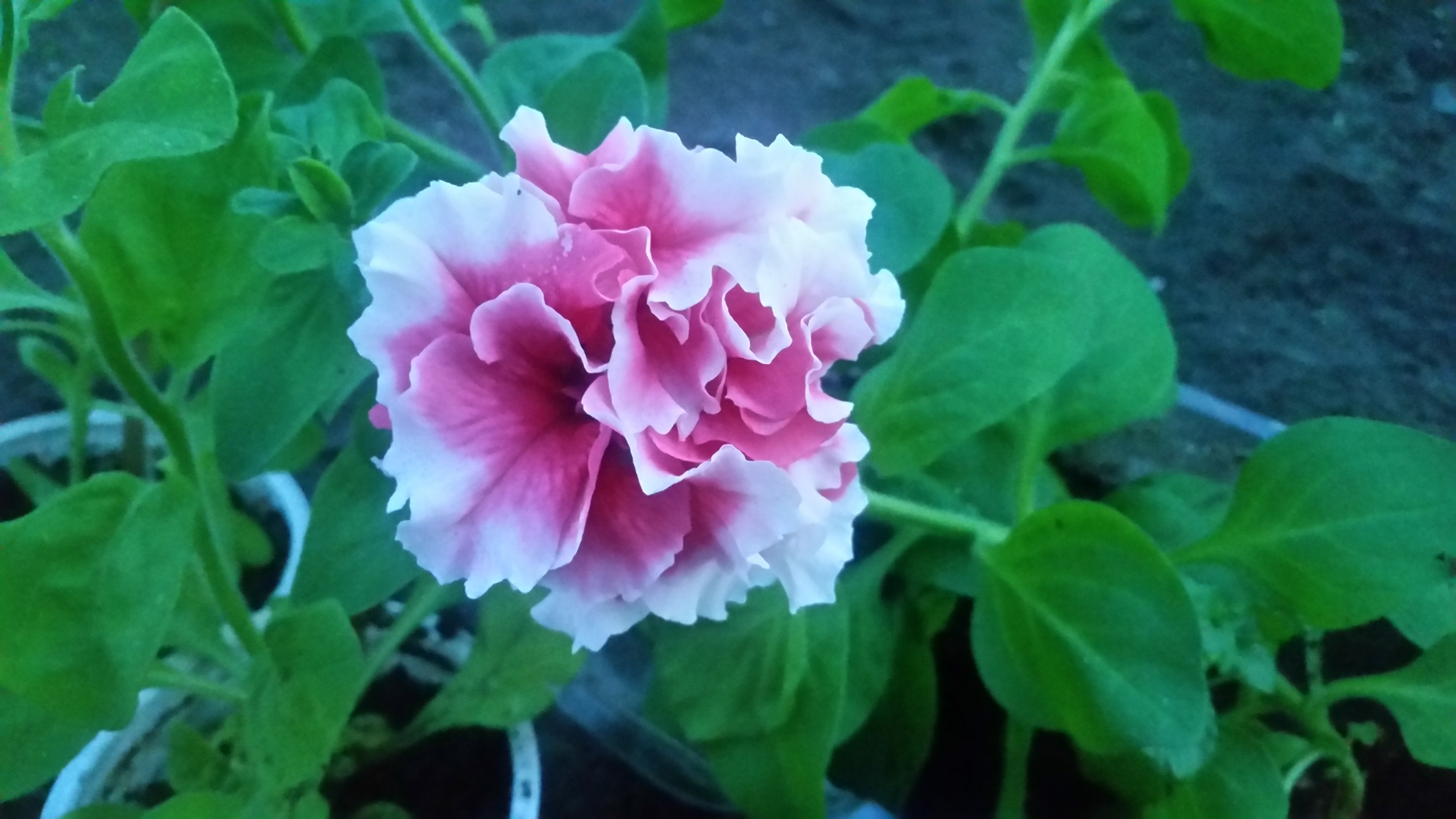 цвитог петуния))))