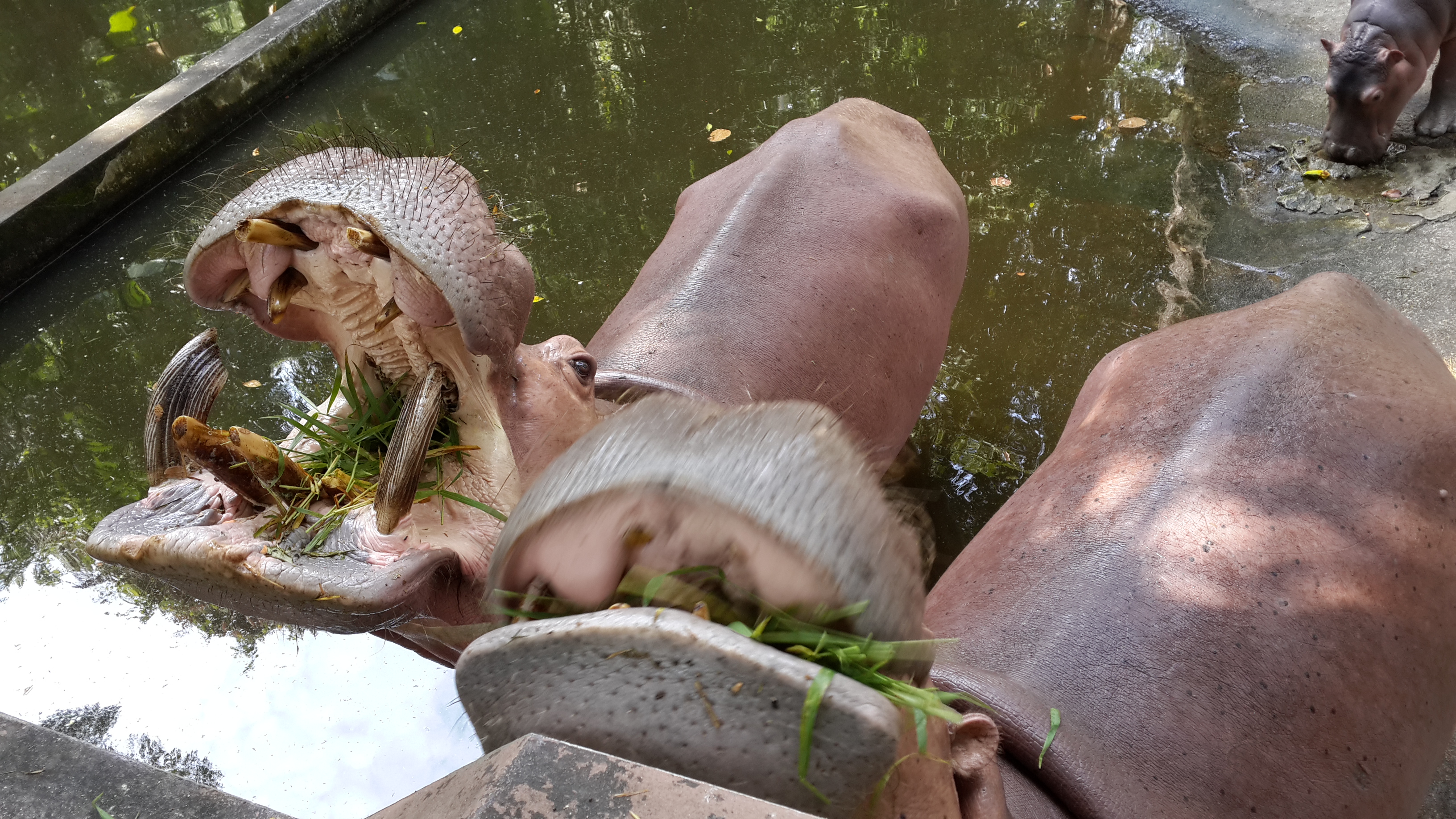 Проглот-бегемот