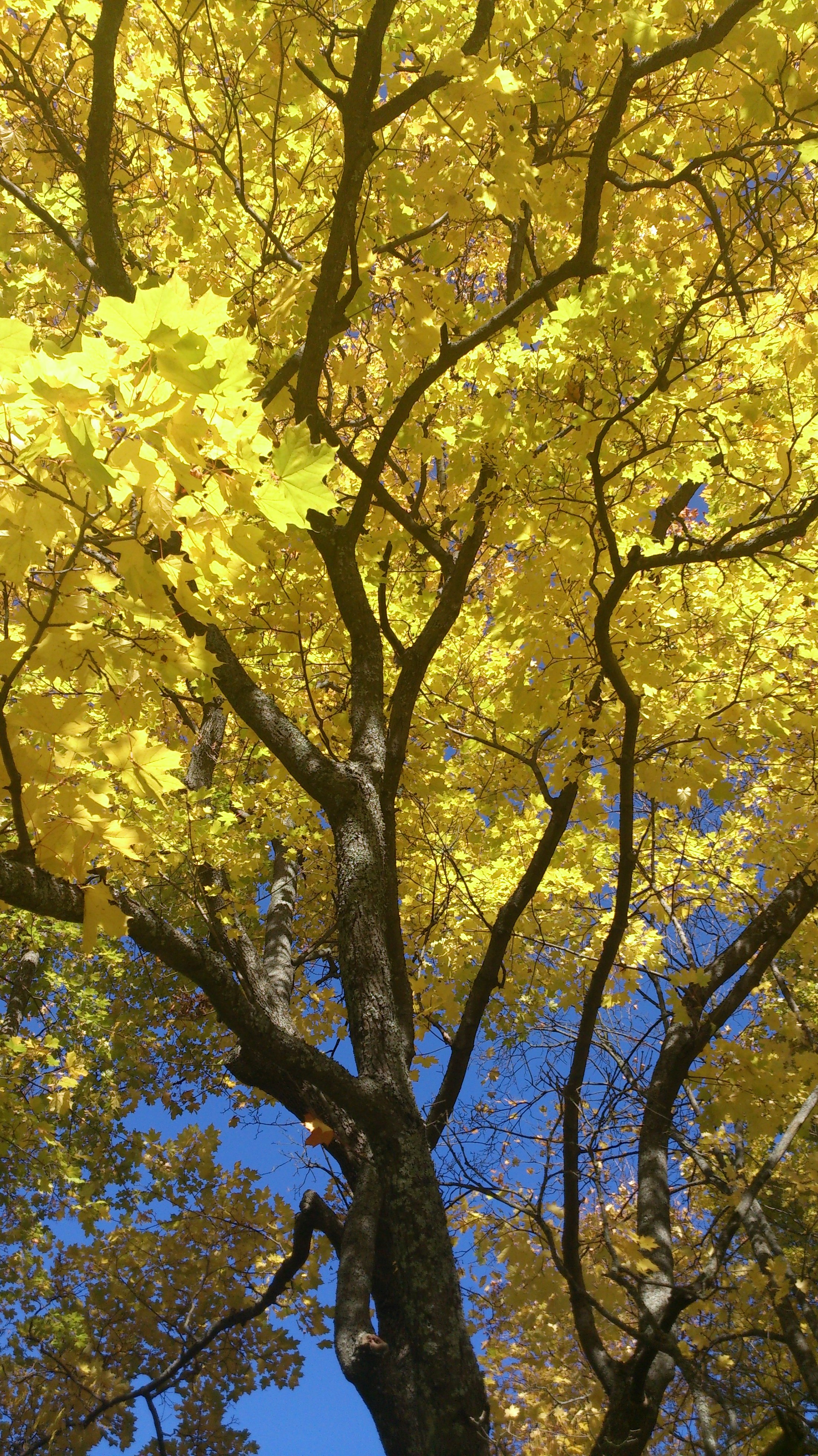 Yellow, black and blue.
