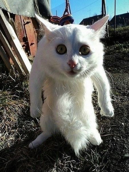 с той же банды )))