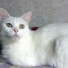 Кошкин дом Кошкин дом