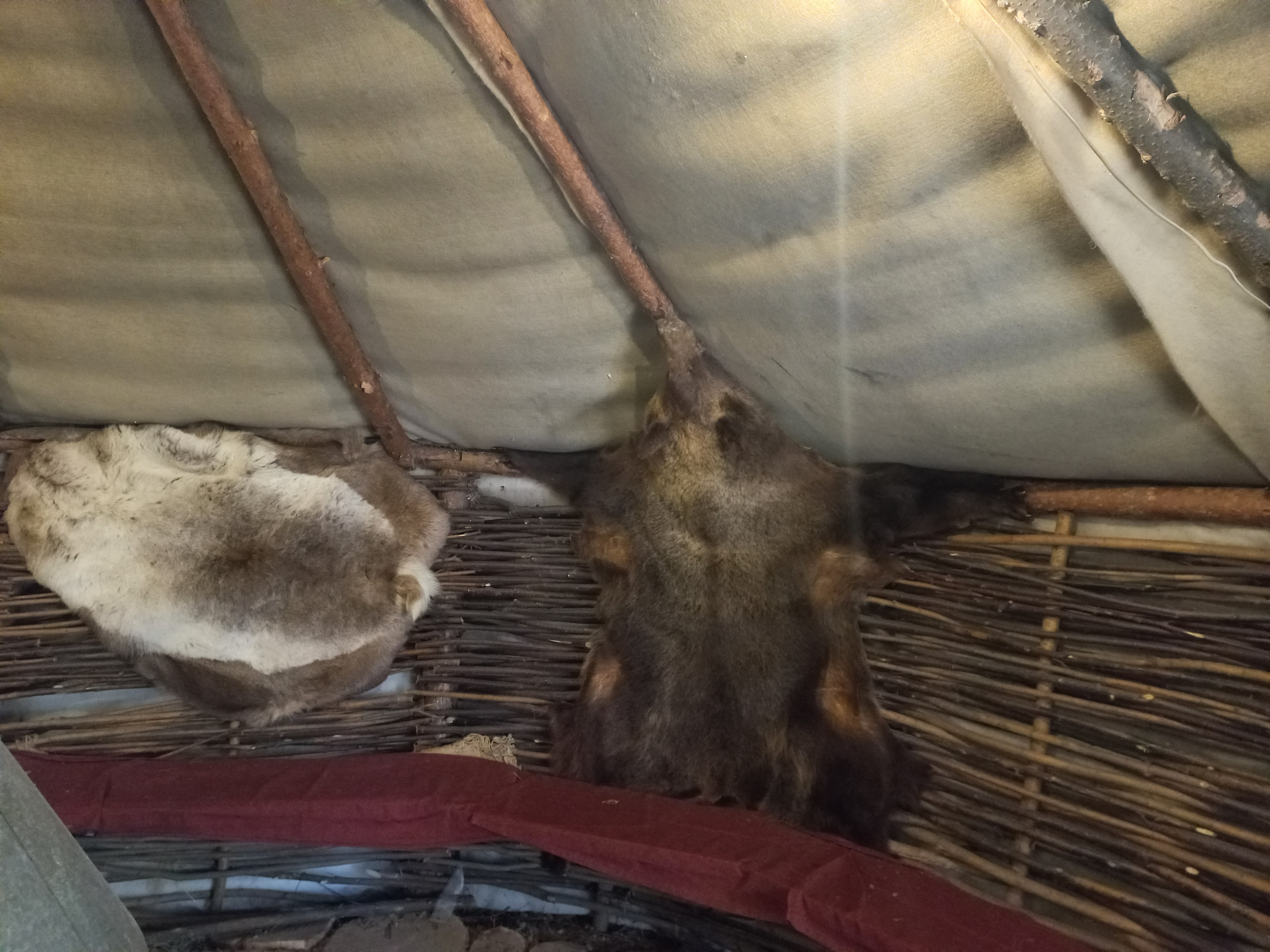 Шкура убитого медведя