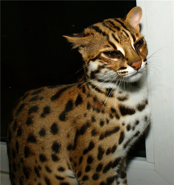 Эта ДОМАШНЯЯ кошка стоит 2000 евро.