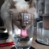 Котэ