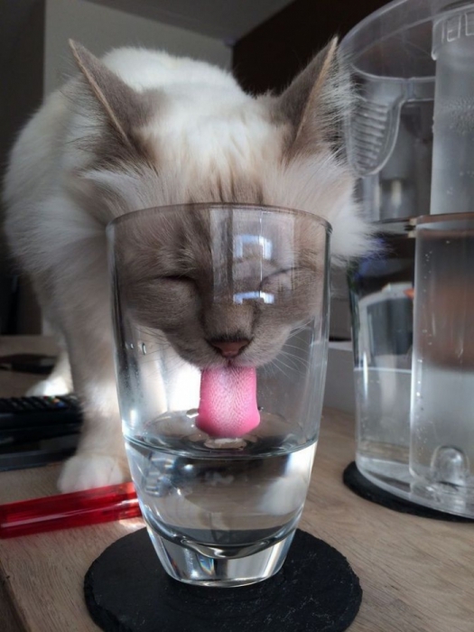 Котэ
