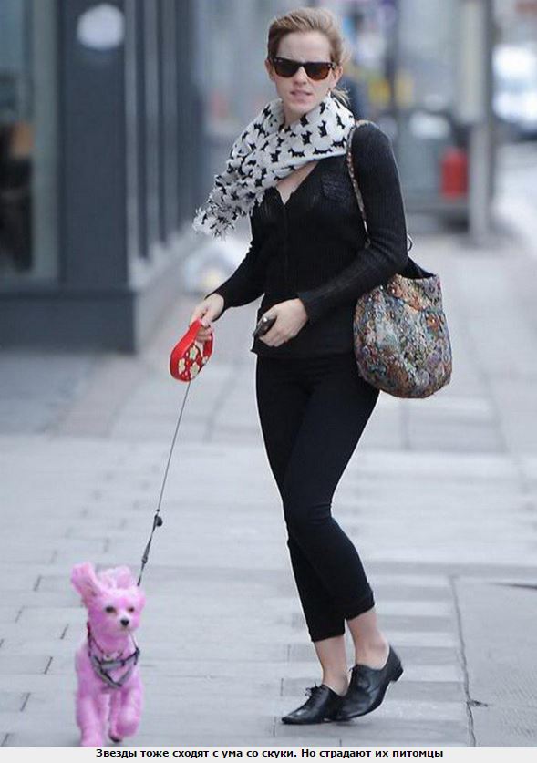 Звезды и их питомцы