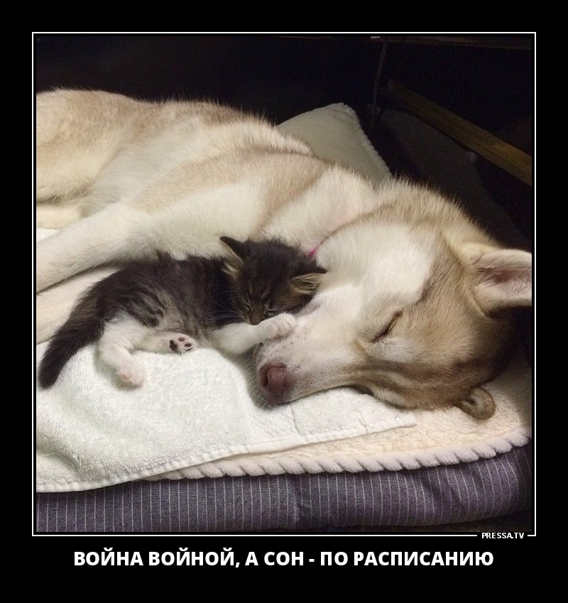 Сон