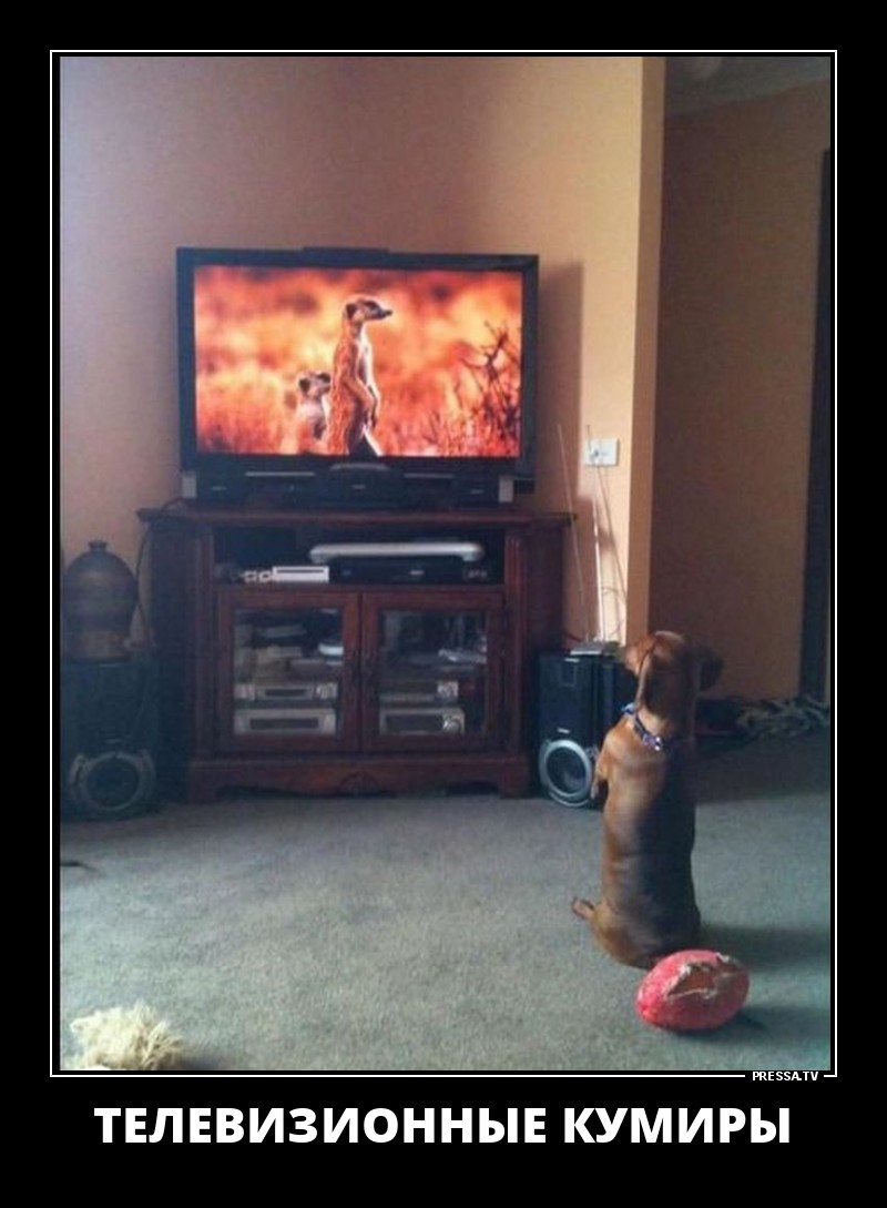 Телевизионные кумиры
