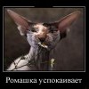 Ромашка успокаивает