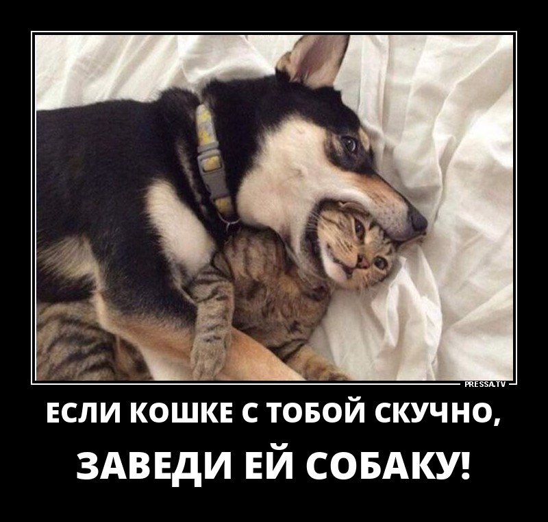 Кот и собака