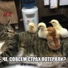 Без страха Без страха