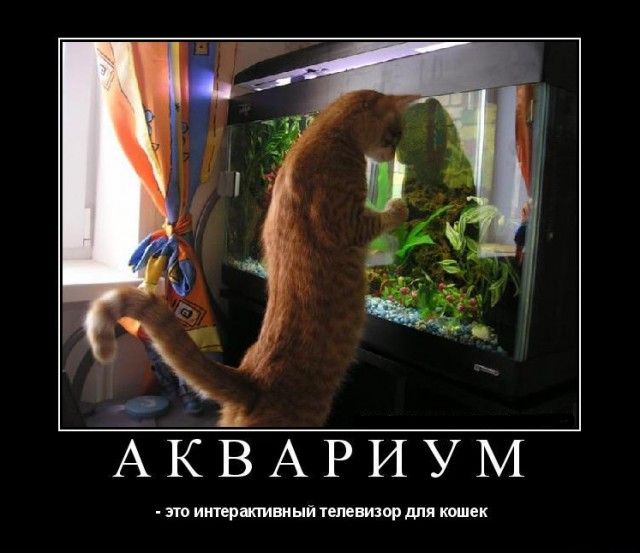 Аквариум