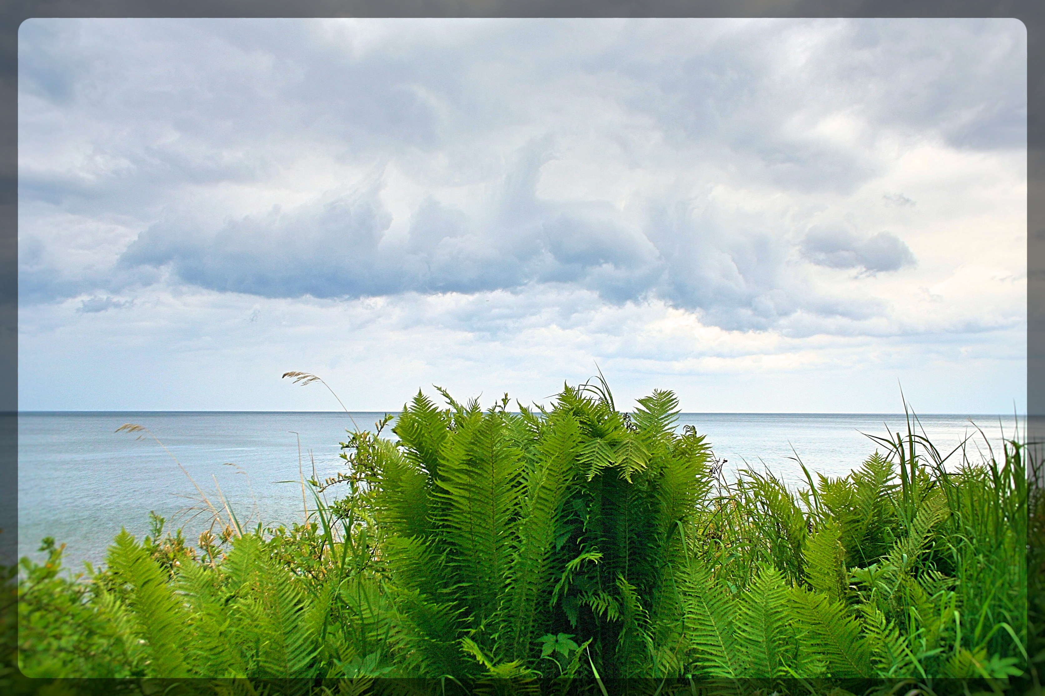 Страусник на побережье Байкала