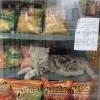 Кошка не продается! 