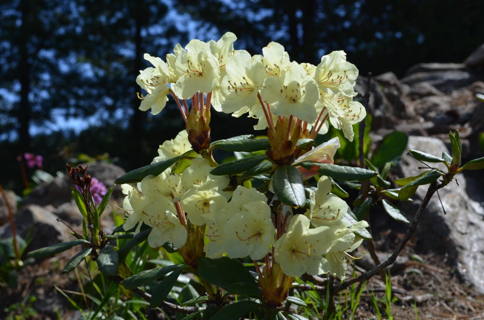 Хамар-Дабан 2018