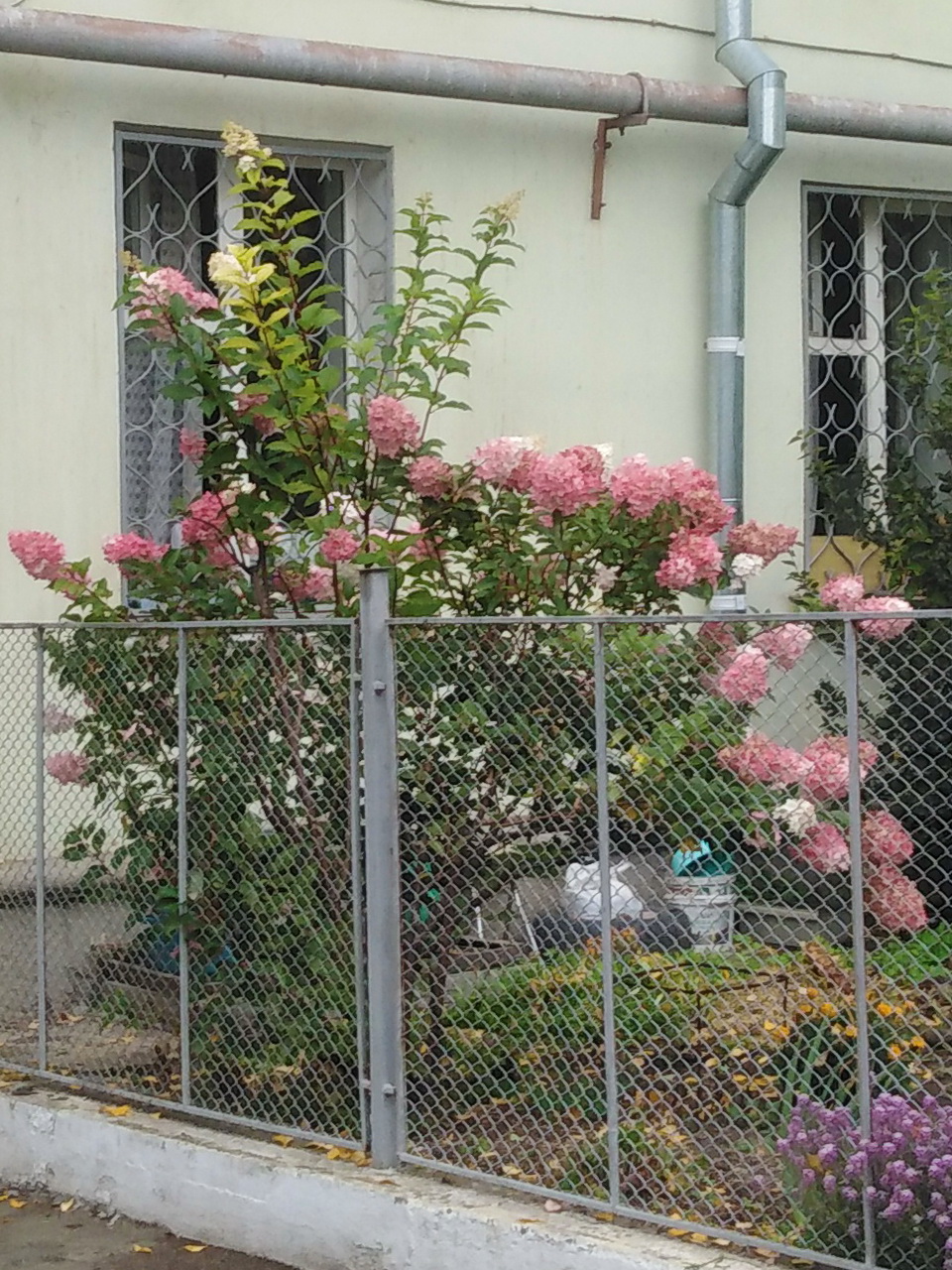 Сентябрь , сирень зацвела.