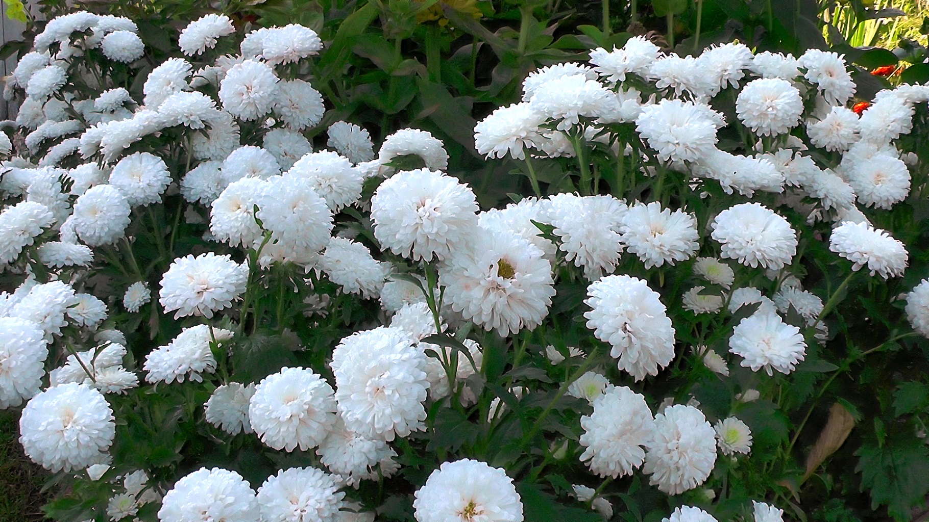 Бордюрная карликовая астра