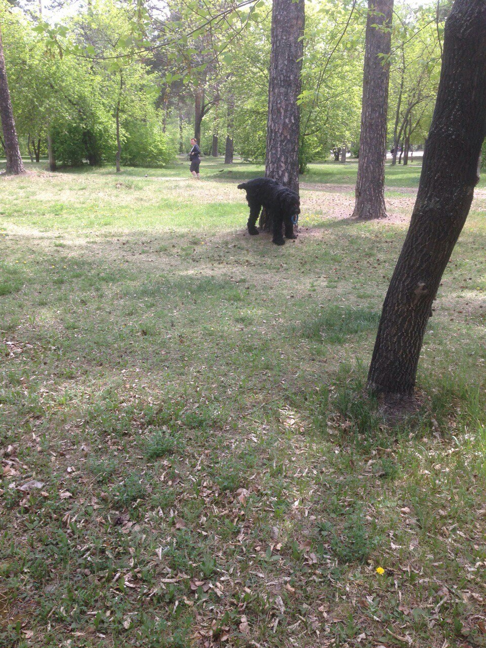 Собаки парк Нефтехимиков