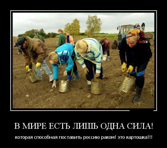 Картошка