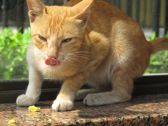 Вот Вам, Мяффф!