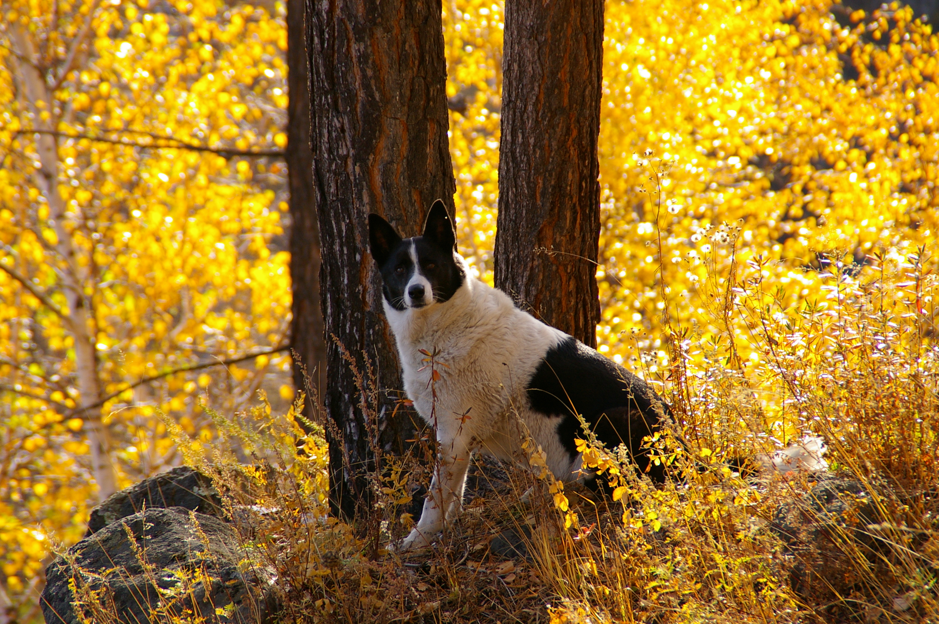 красотка в золотом лесу