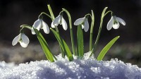 подснежник