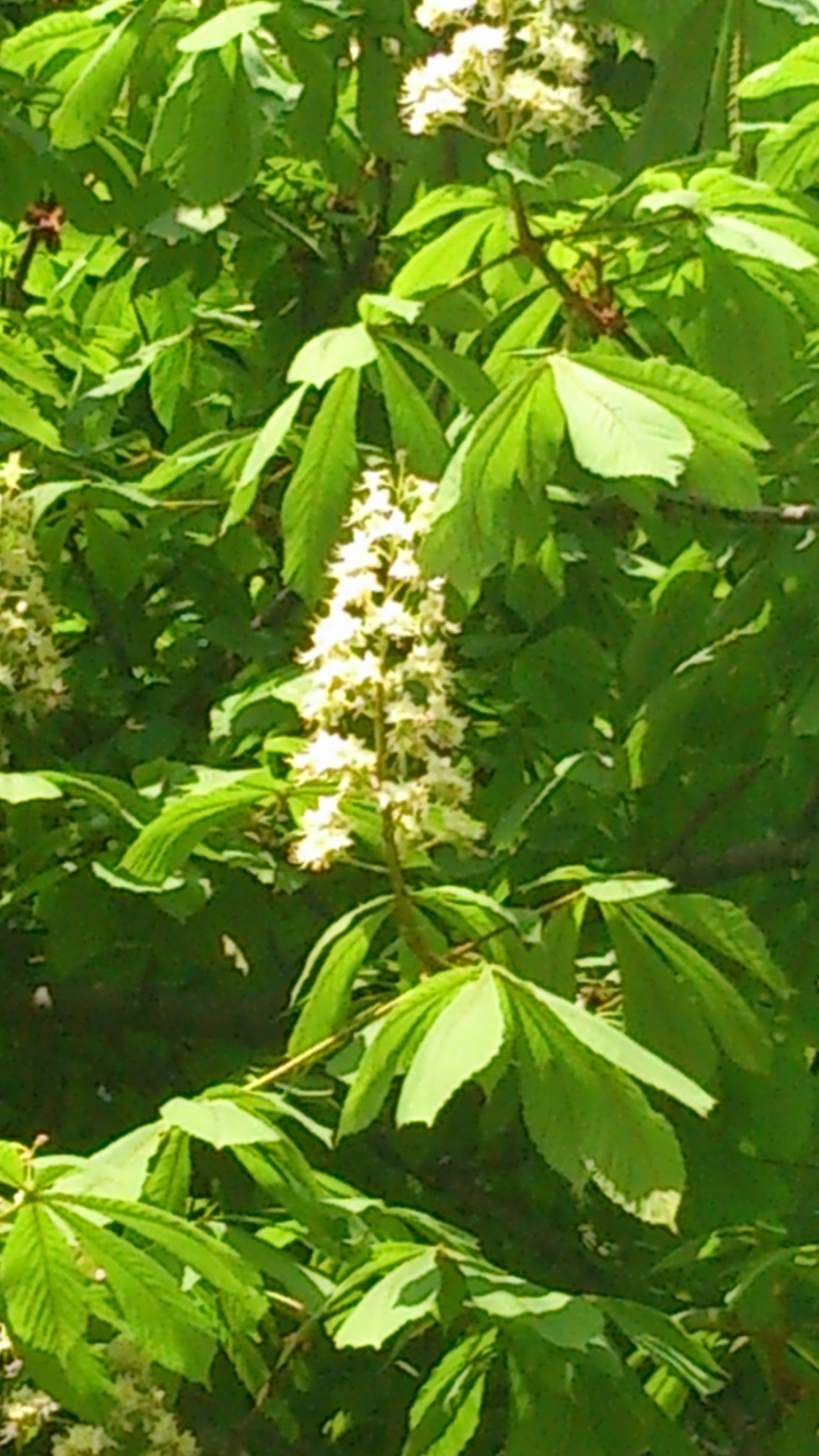 Соцветие каштана 1