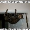 Реакция бабушкиного кота