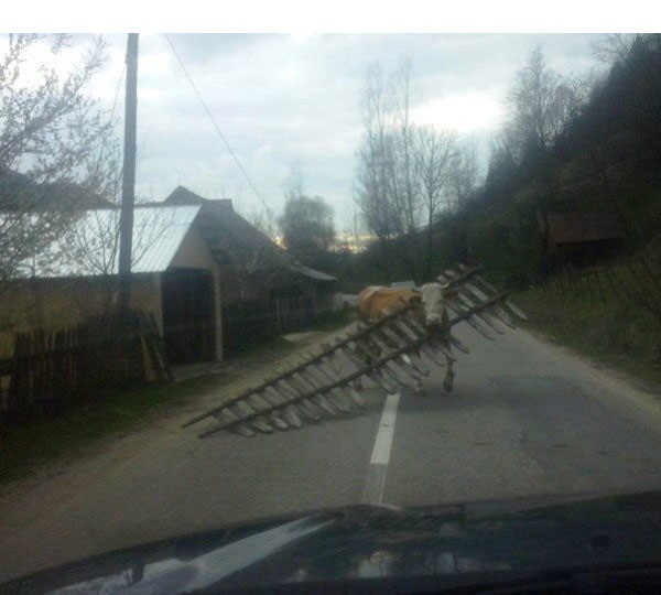 бычьё