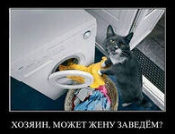 Кошка домохозяйка