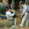 Кактус
