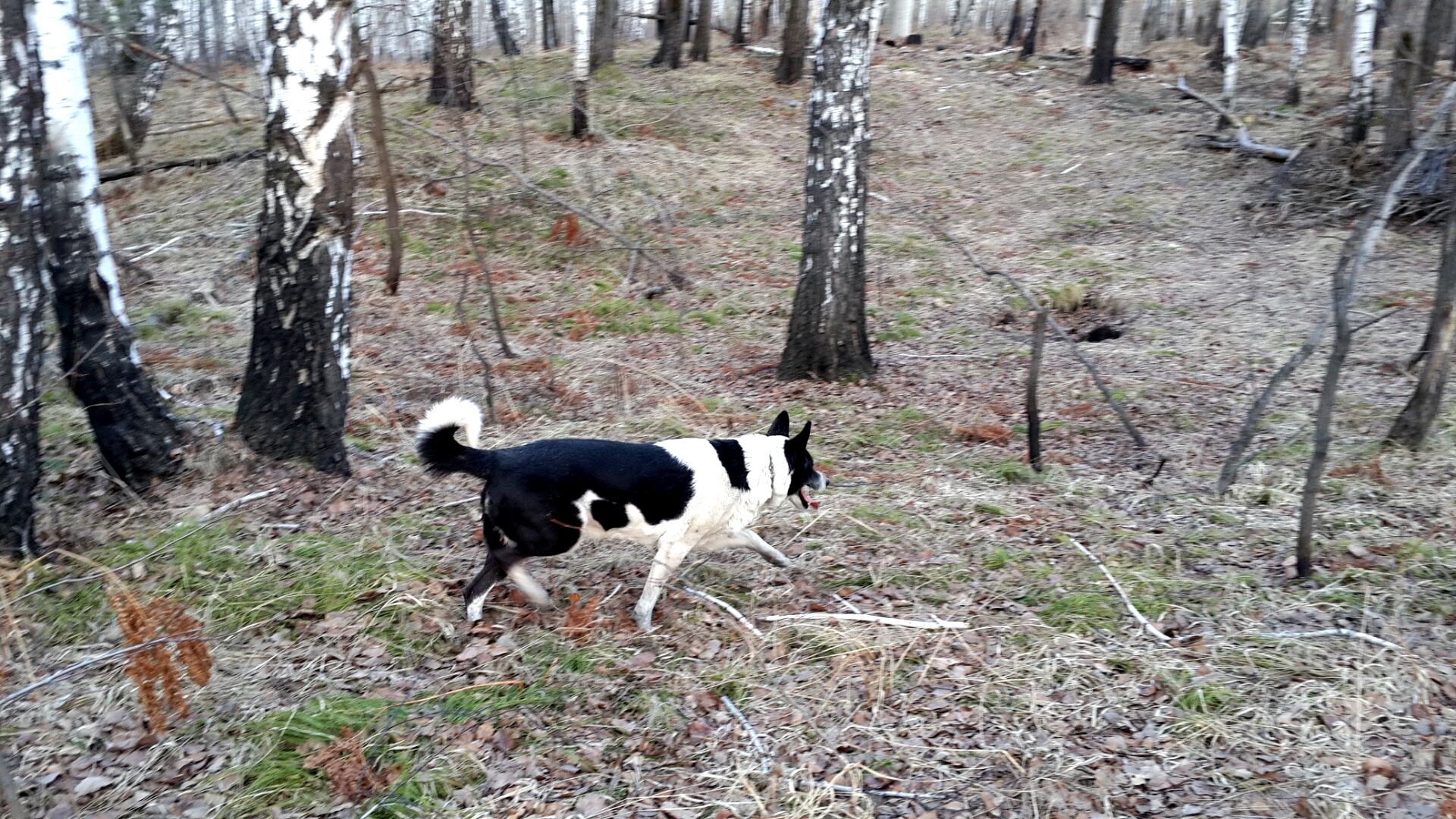 Лоркино счастье - в траве прошлогодней мышек искать