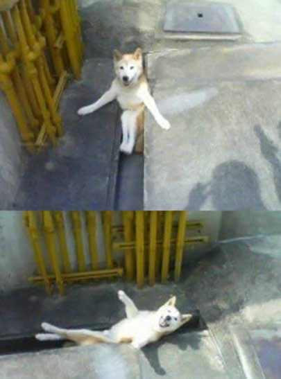 собак разлегся