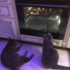 Под присмотром