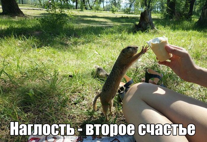 Наглость