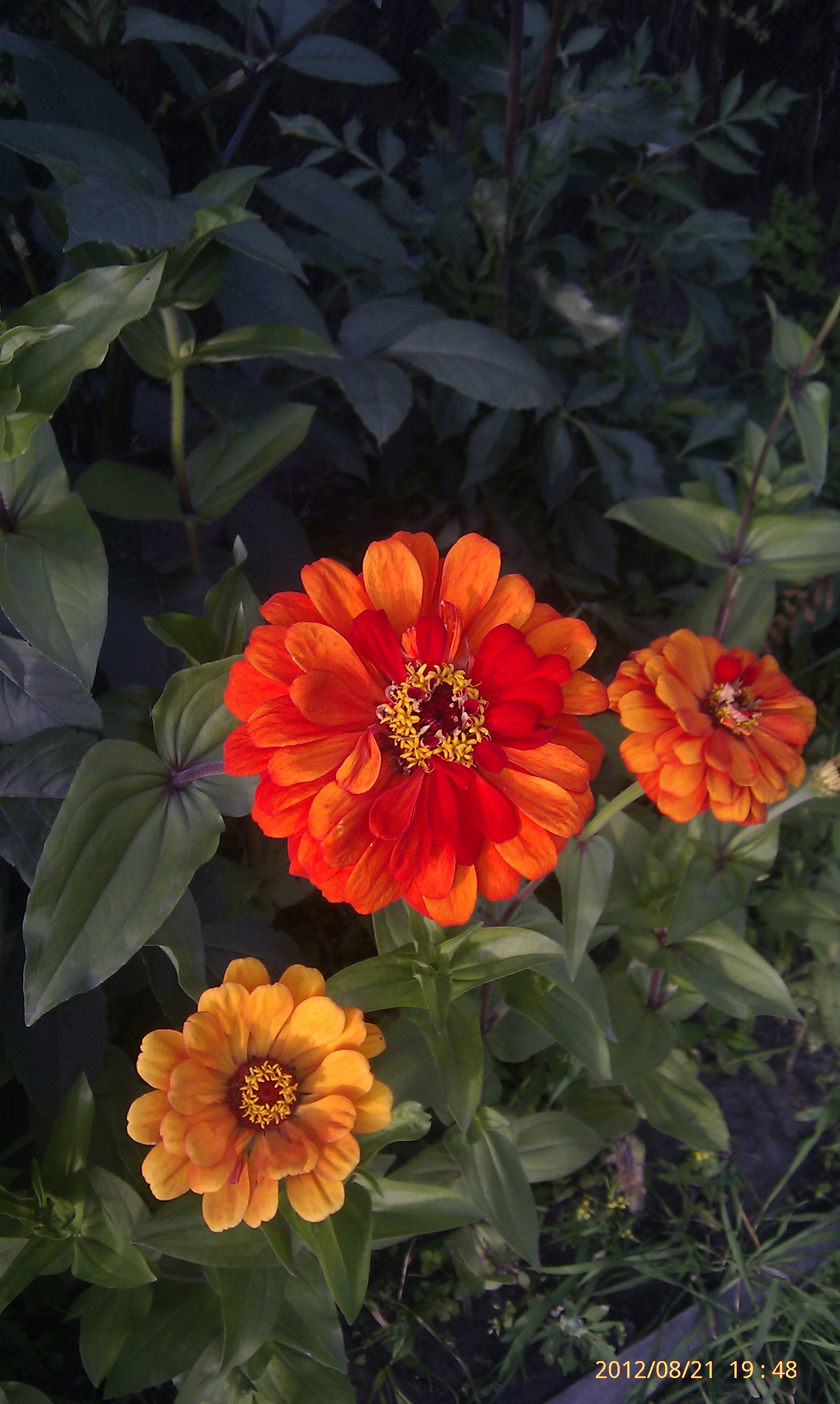 Цвиточки)))))