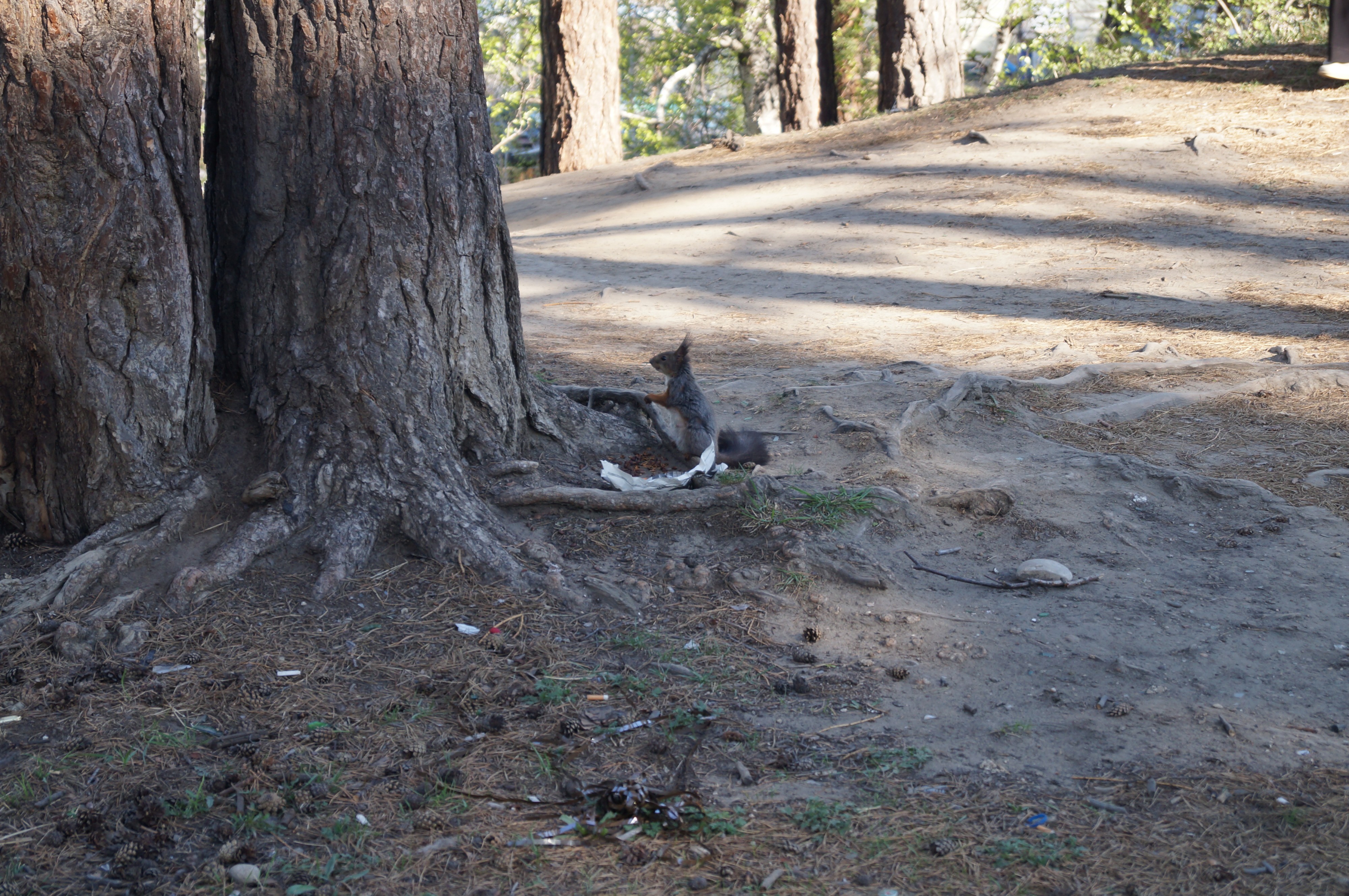 Белка пожирает принесённую дань