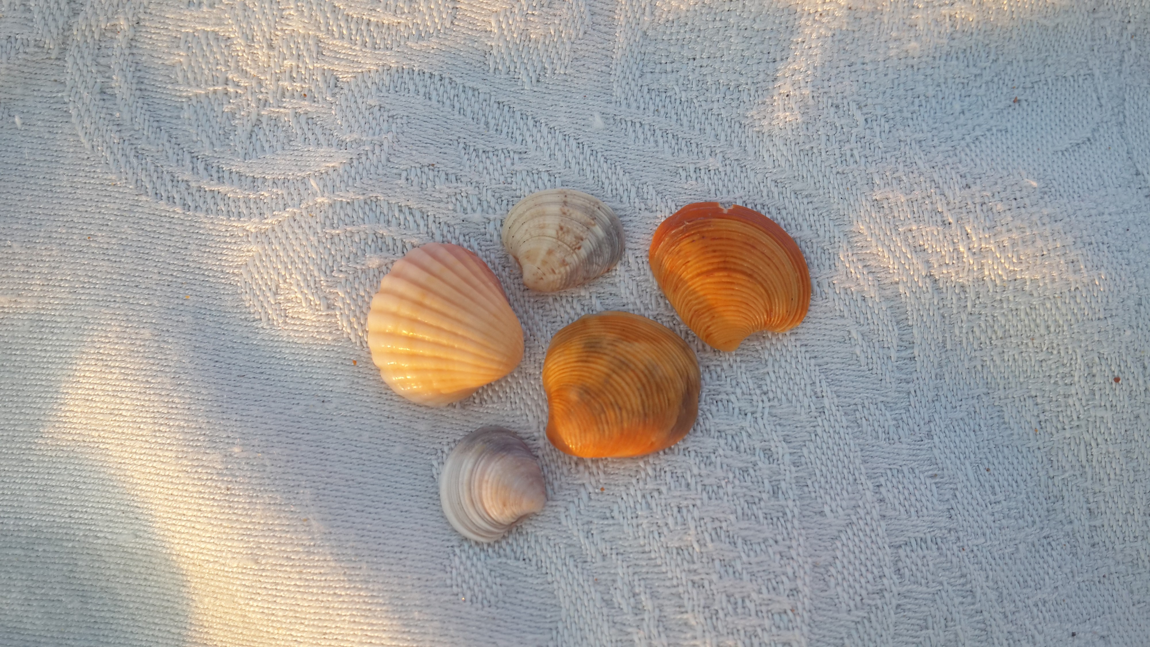 Ракушки - кому-то игрушки,  а кому-то зарплата