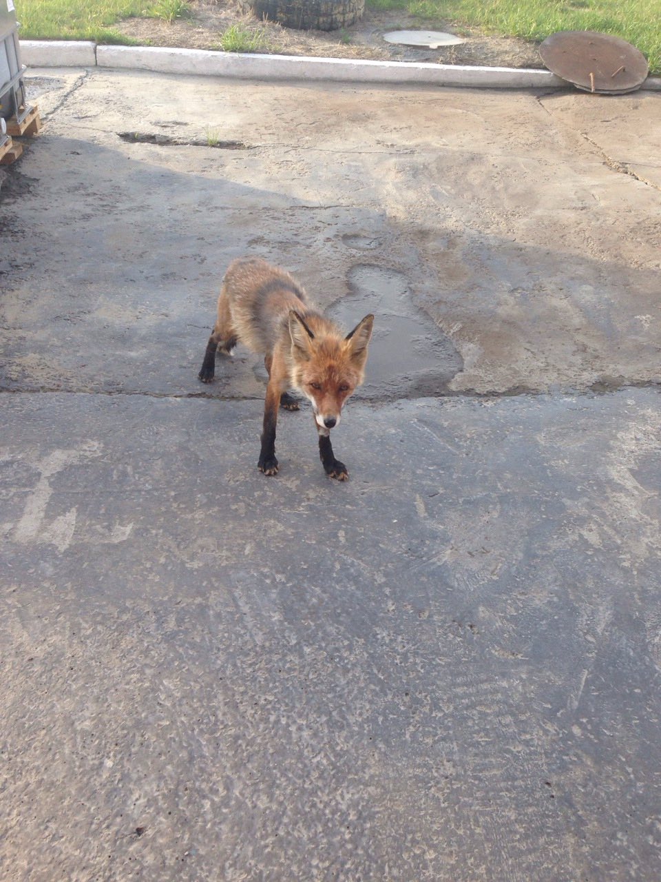 местная лиса (живёт на комбинате) местная лиса (живёт на комбинате)