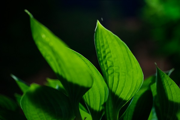 Ночная природа