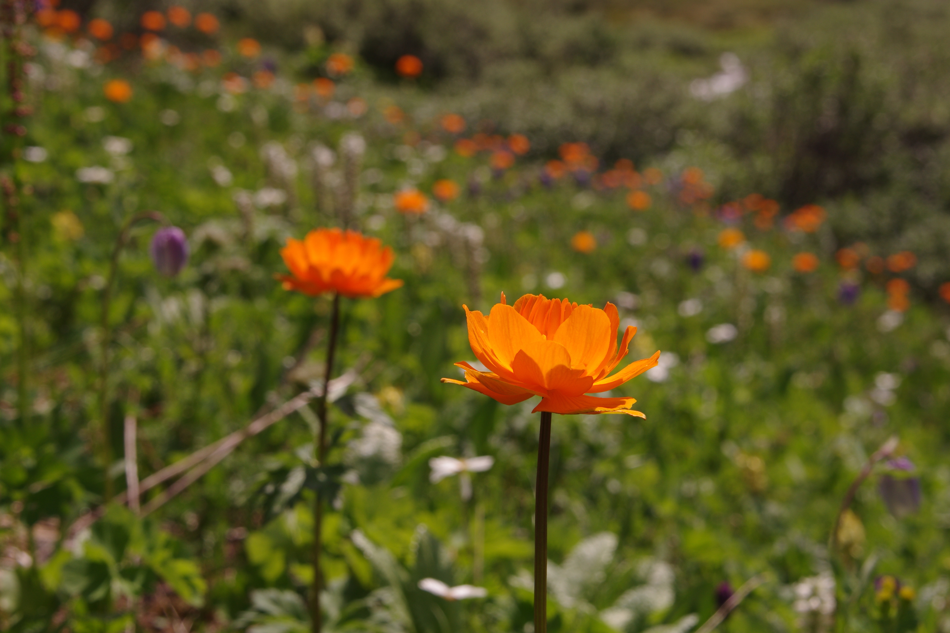 земное солнышко Сибири