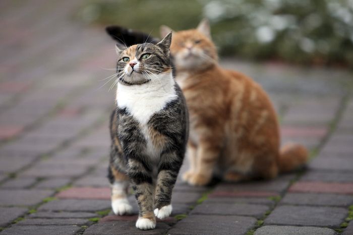 котэ шикарен