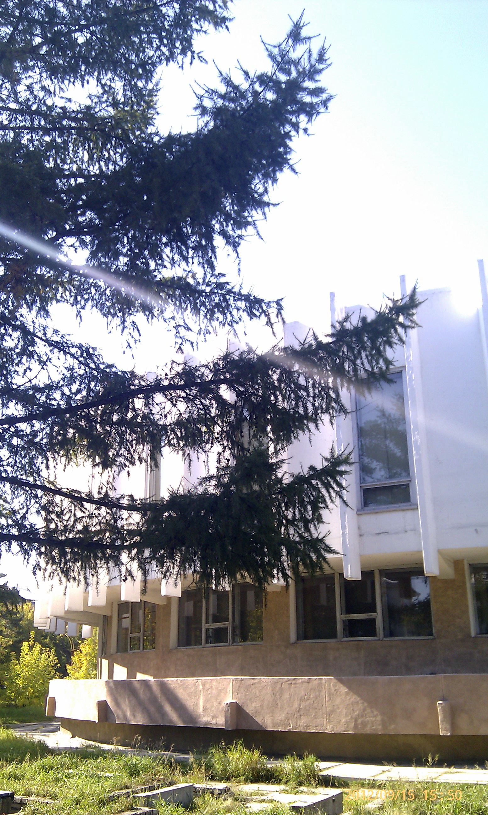 Веточки возле Шайбы)))))