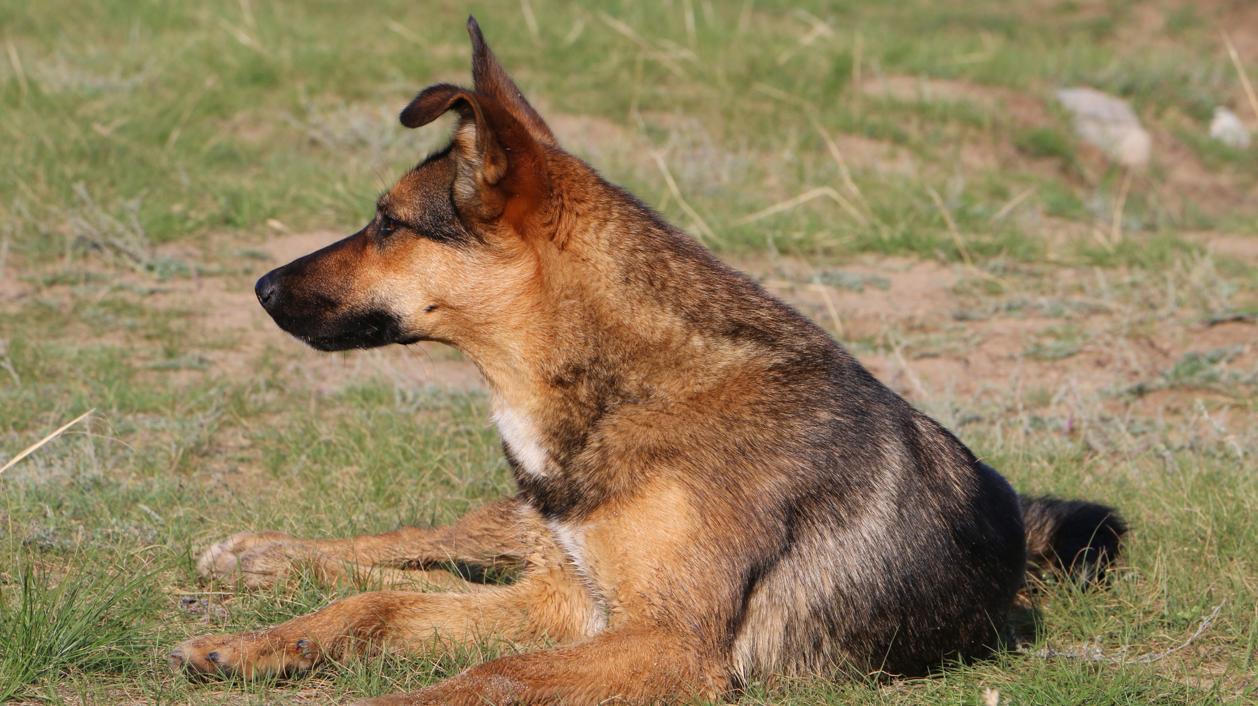 Пасёт стадо коров