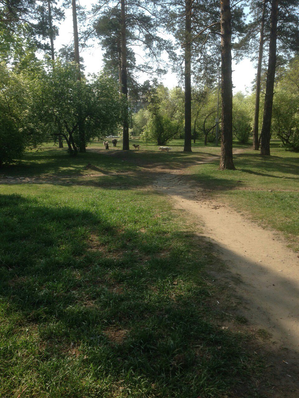 Собаки в парке Нефтехимиков