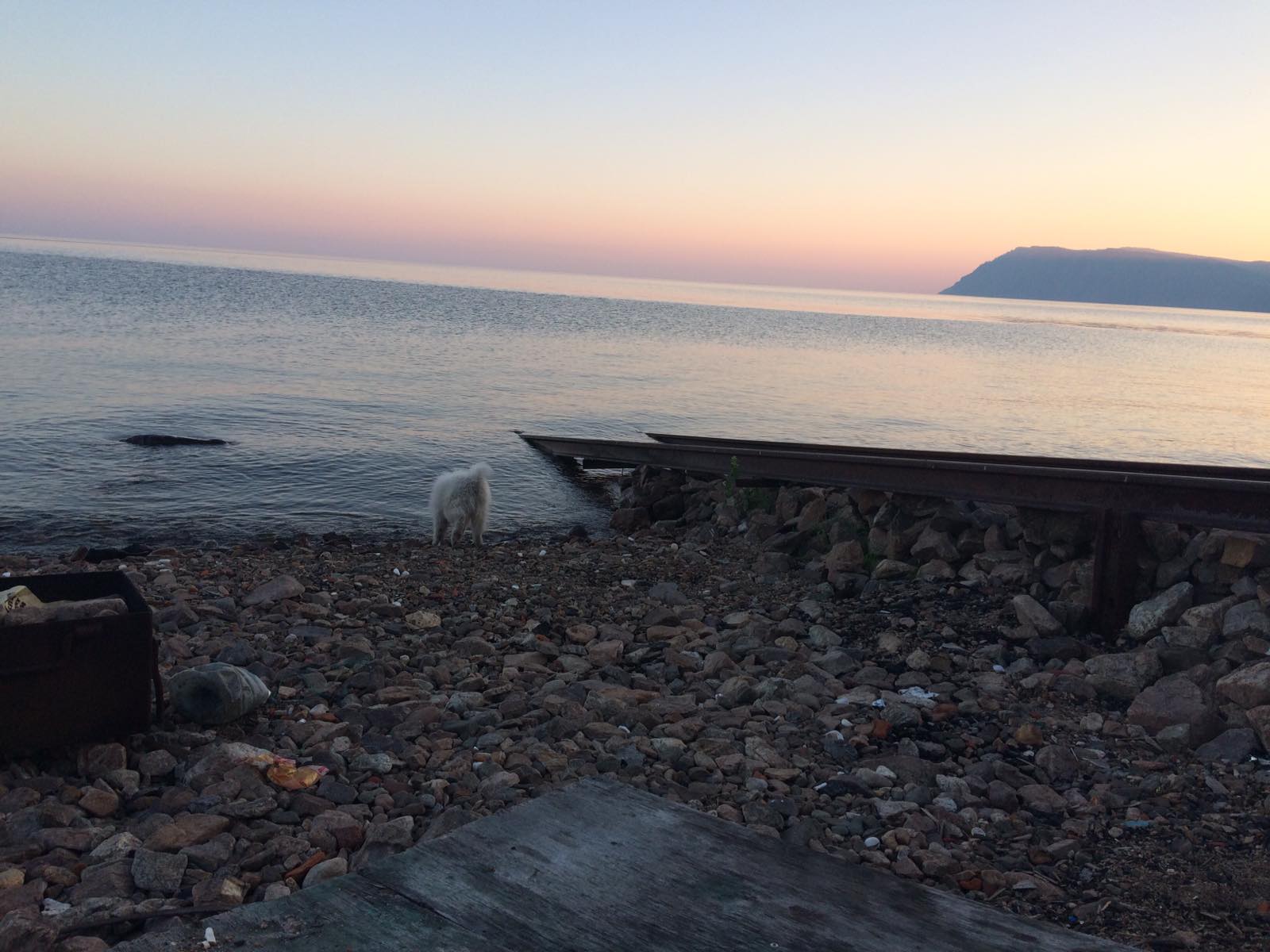 Белая собака