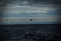Орущая чайка над водой