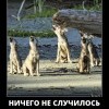 Новая песня