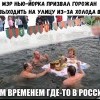 Моржи