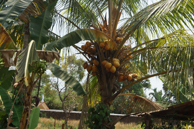 Наркотические фрукты в Индии